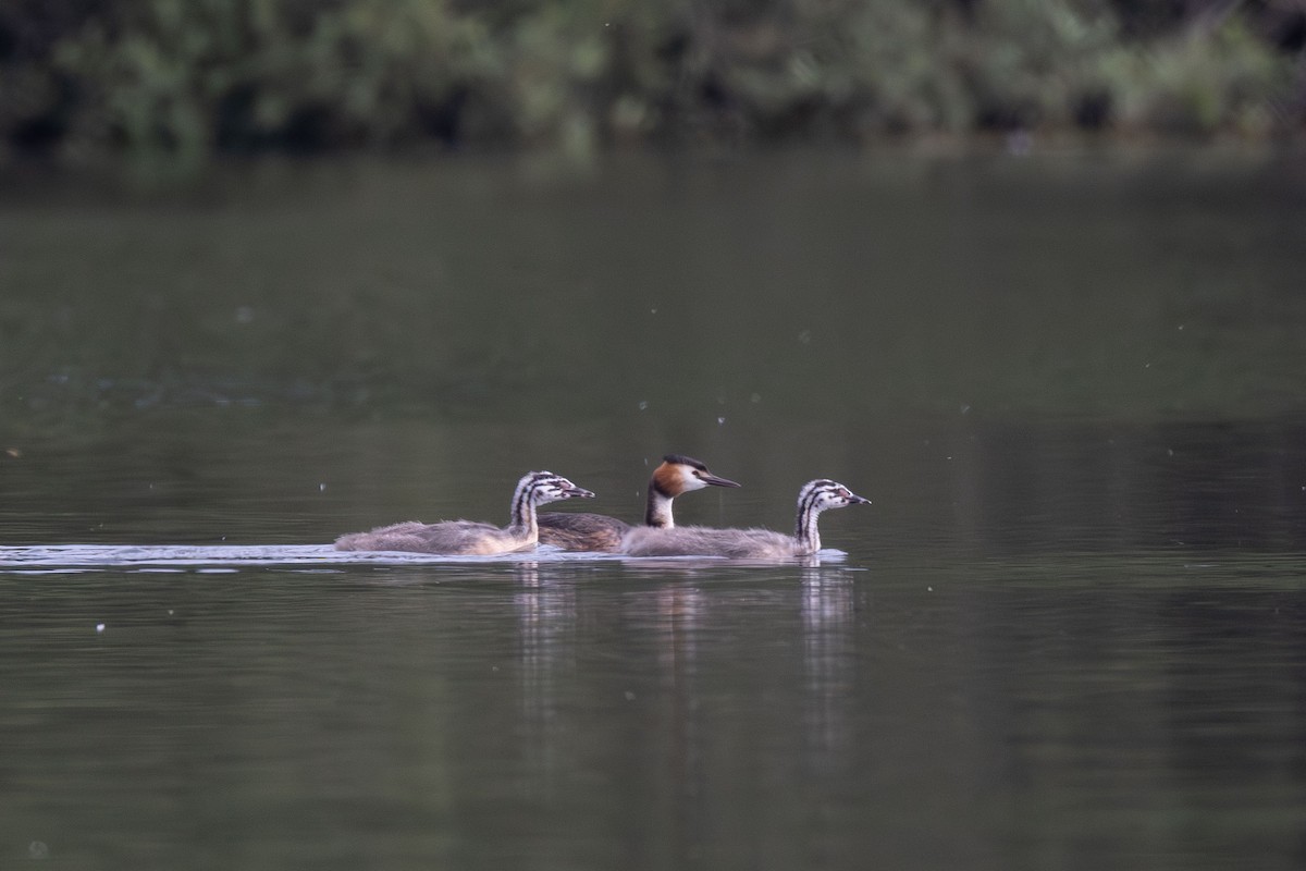 Great Crested Grebe - ML620384851