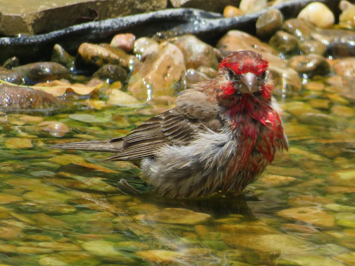 House Finch - ML620384854