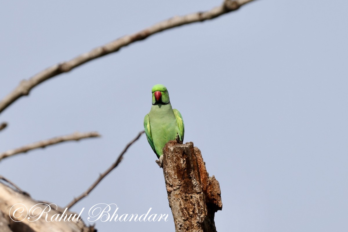 Rose-ringed Parakeet - ML620384859