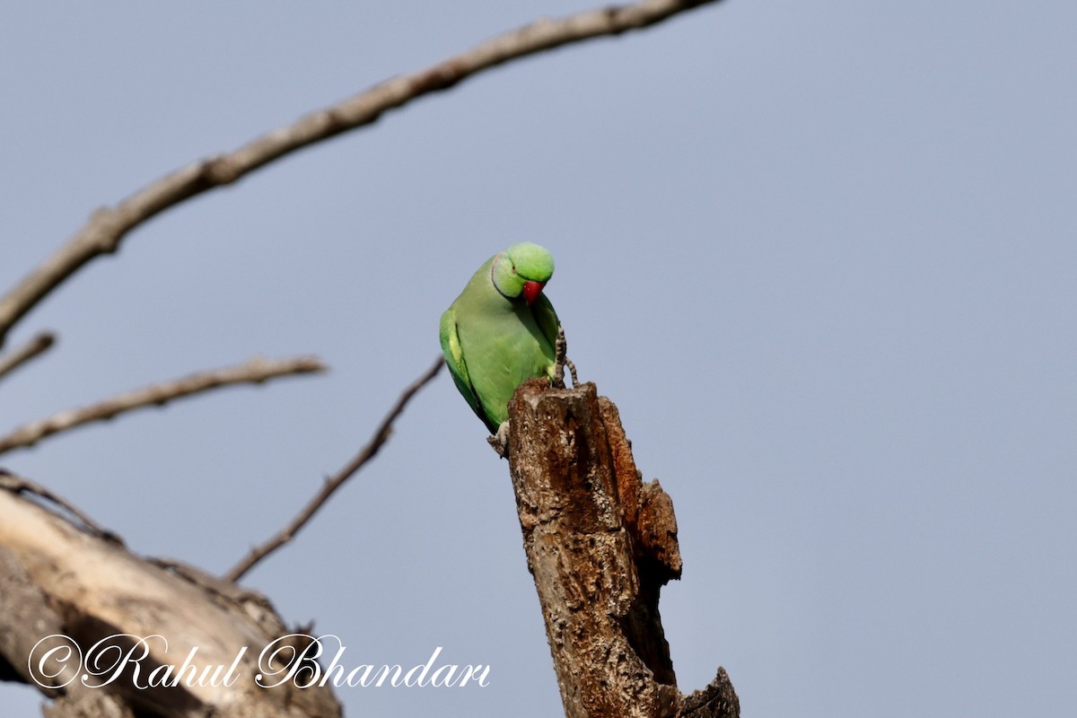 Rose-ringed Parakeet - ML620384861