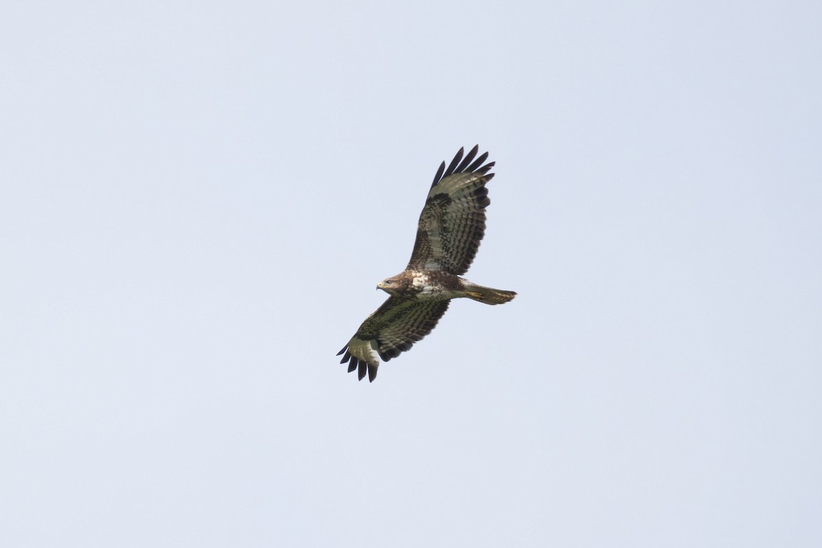 Common Buzzard - ML620384865