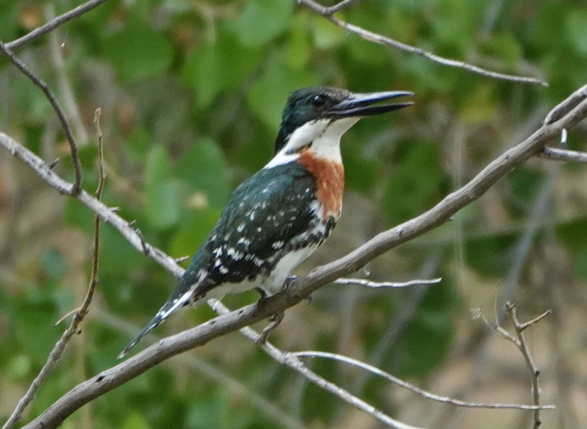 Green Kingfisher - Cathy Beck