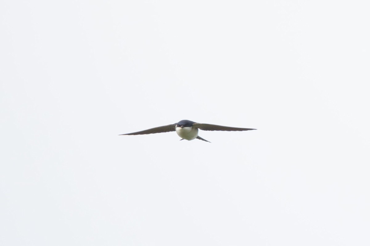 Western House-Martin - ML620384879