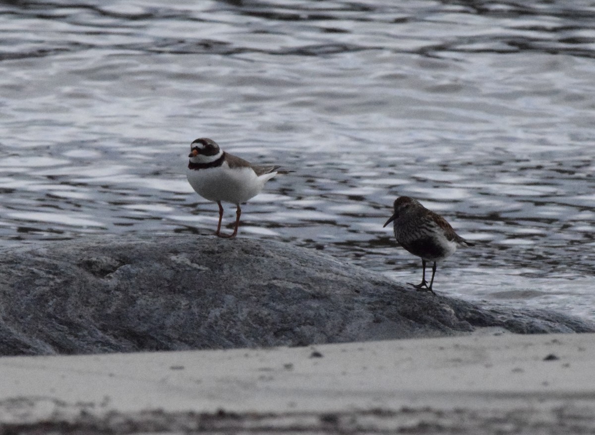 Common Ringed Plover - ML620384885