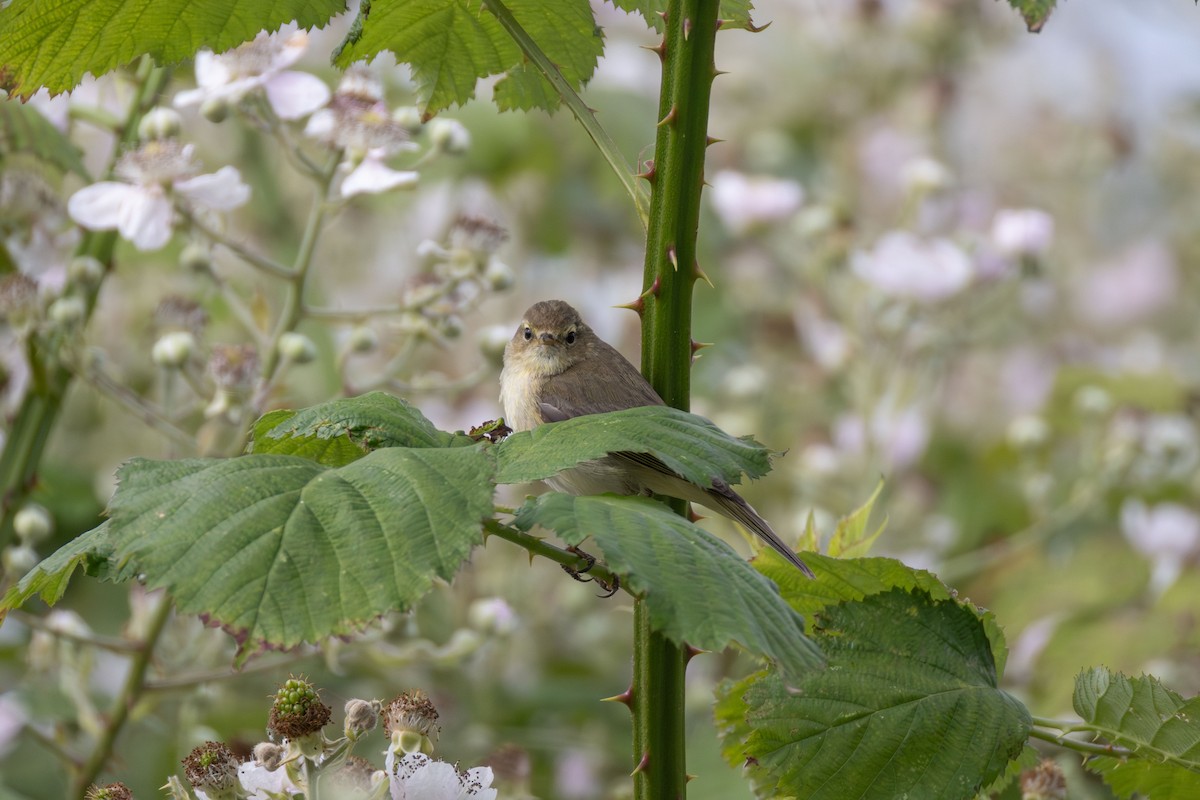 Common Chiffchaff - ML620384887