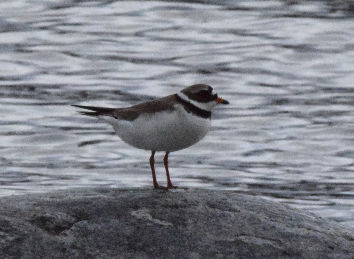 Common Ringed Plover - ML620384902