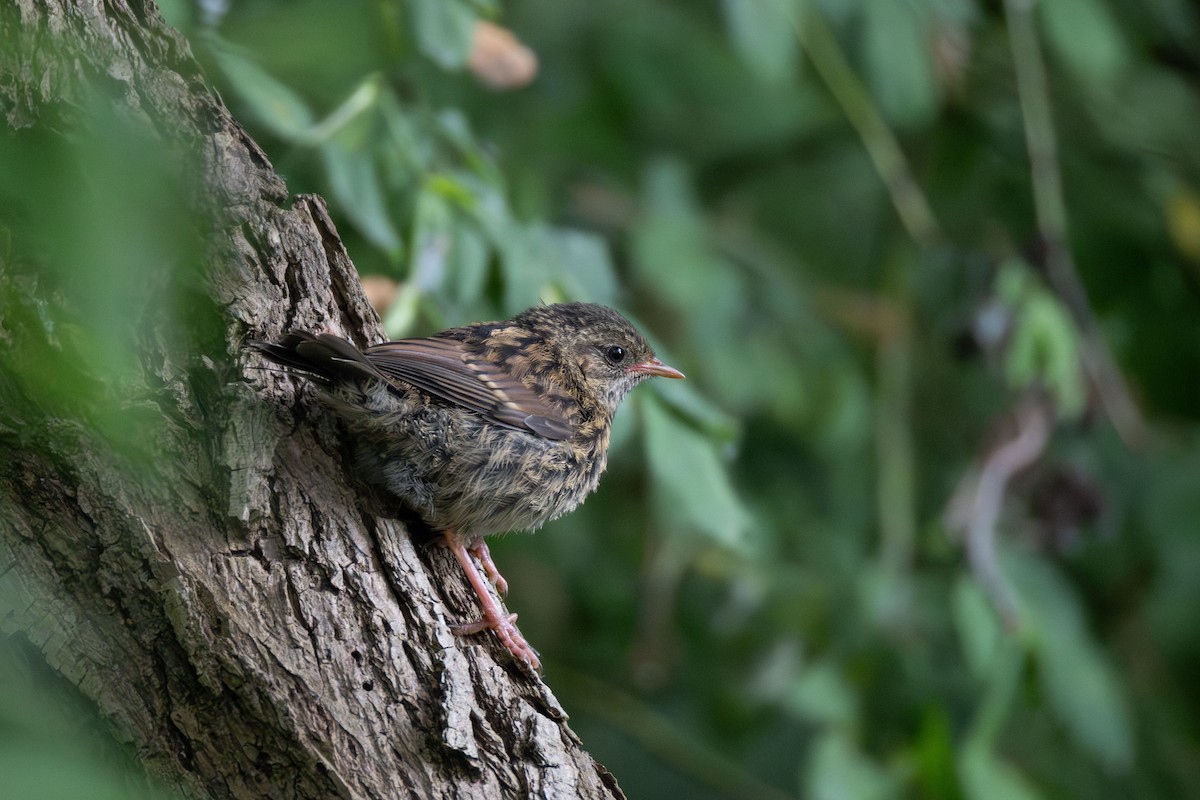 Dunnock - ML620384903