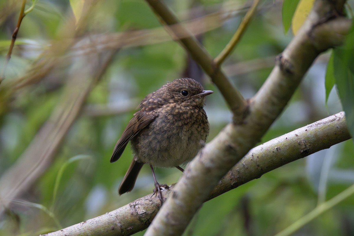 European Robin - ML620384909