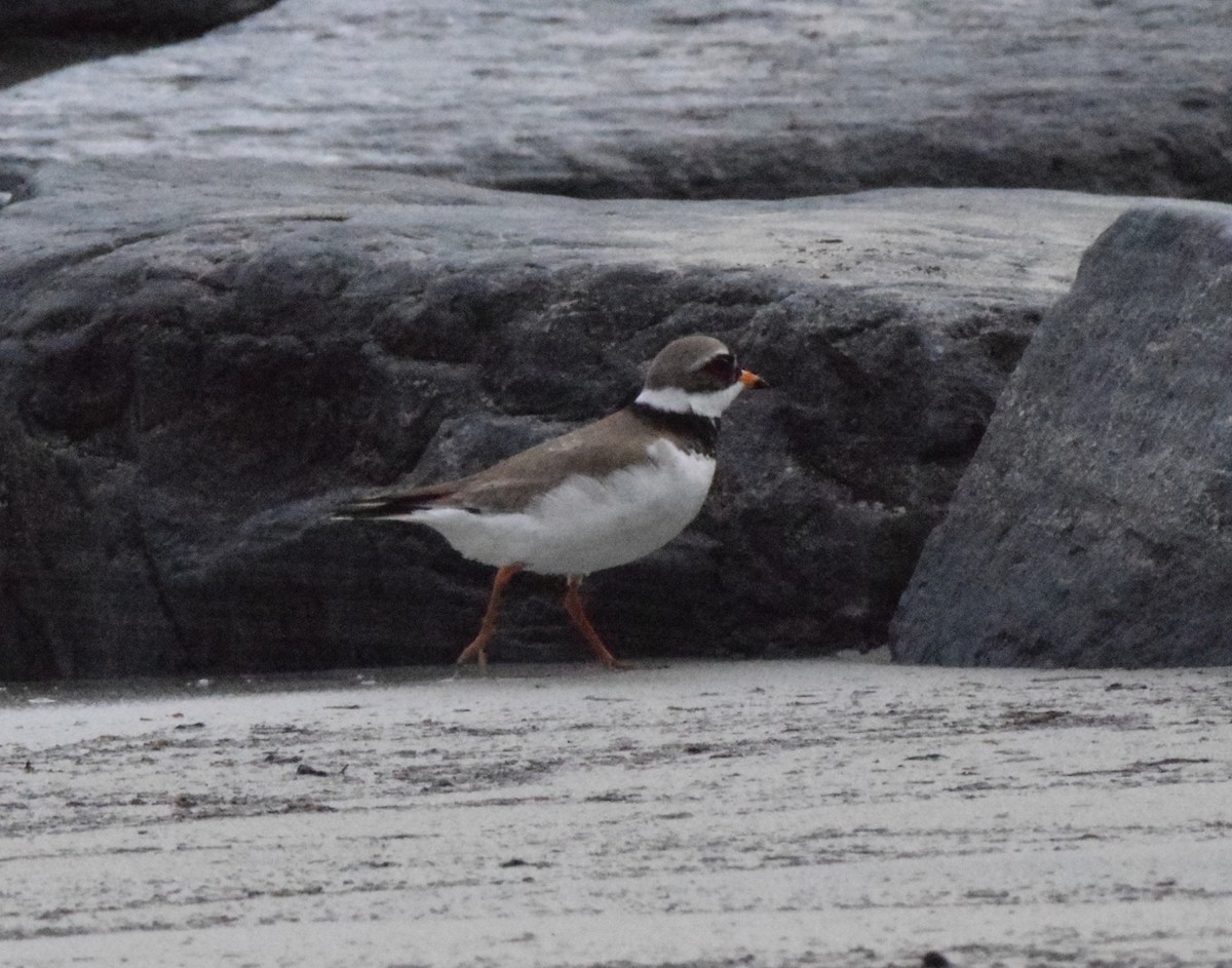 Common Ringed Plover - ML620384912