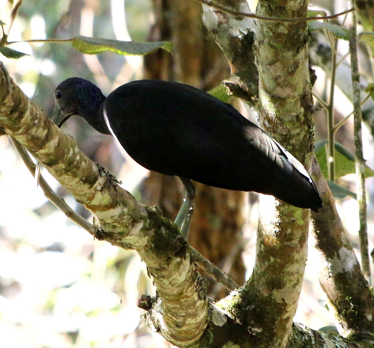 Green Ibis - ML620384921