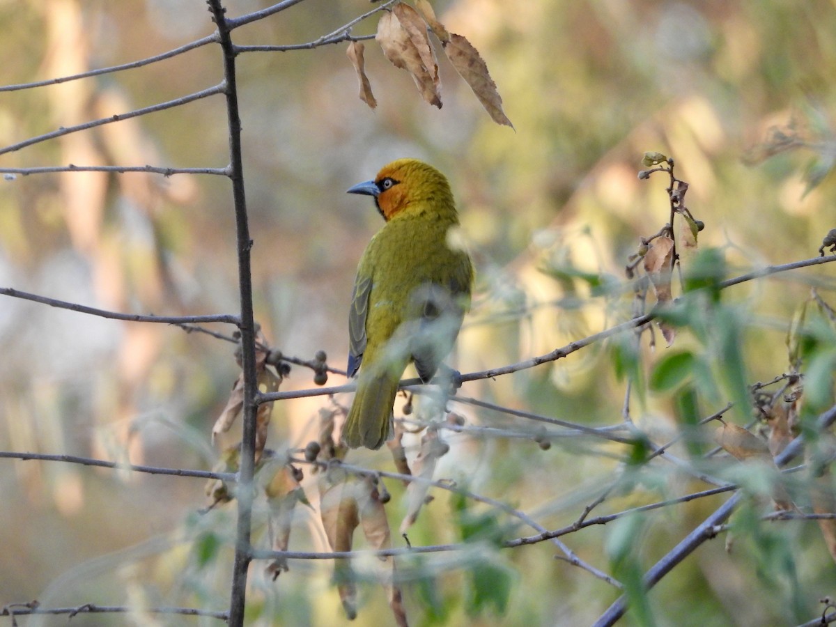 Spectacled Weaver - ML620384929