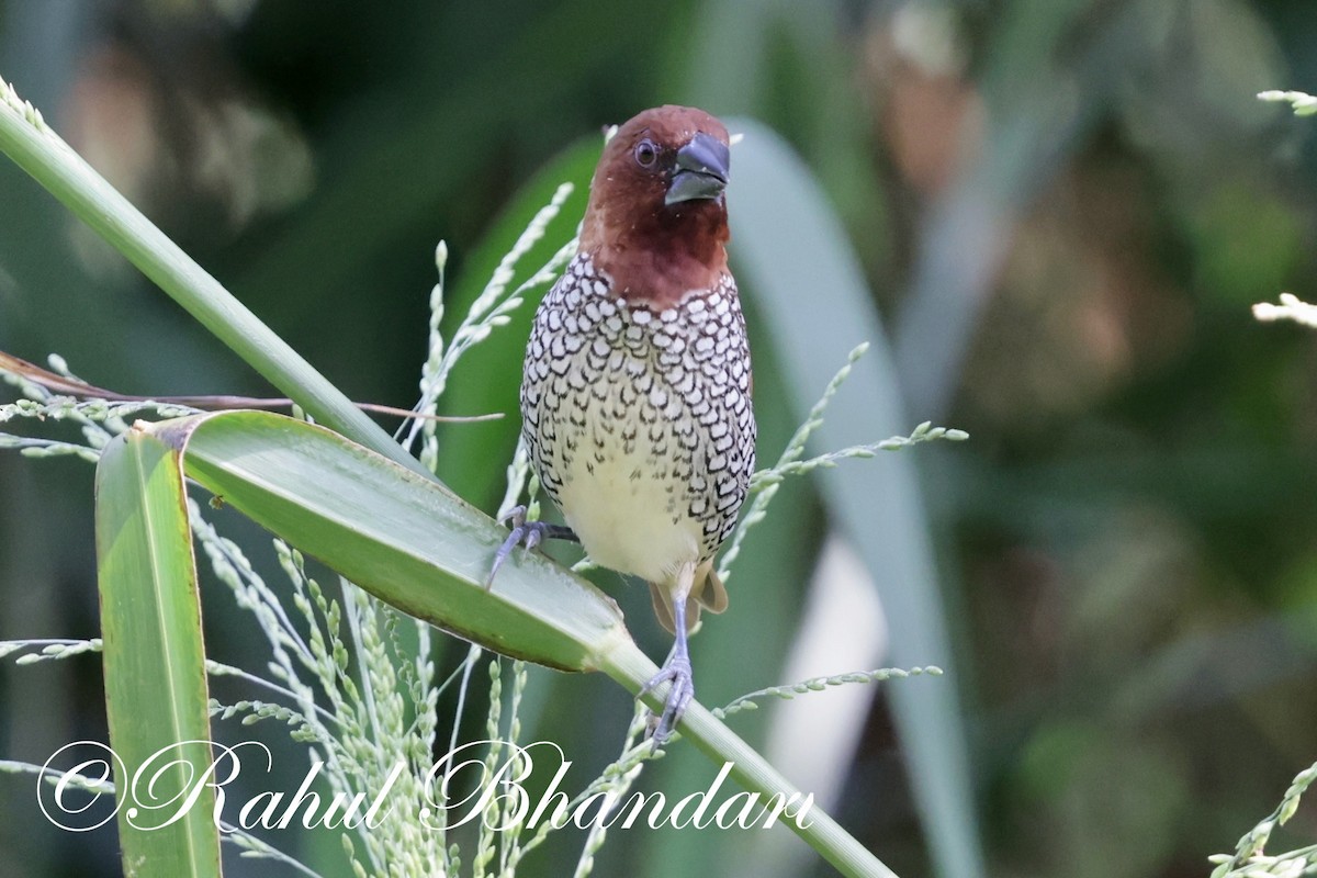 Scaly-breasted Munia - ML620384932