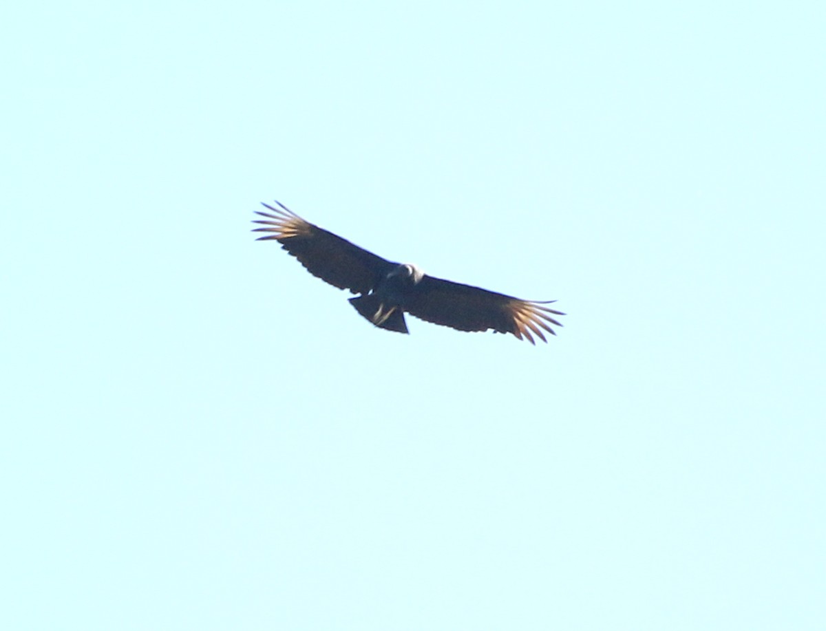 Black Vulture - ML620384953
