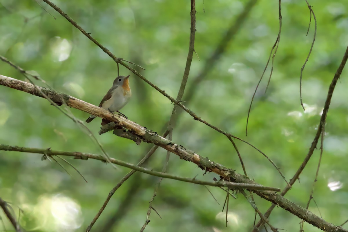 Red-breasted Flycatcher - ML620384954