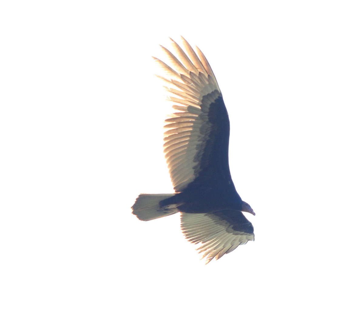 Turkey Vulture - ML620384964