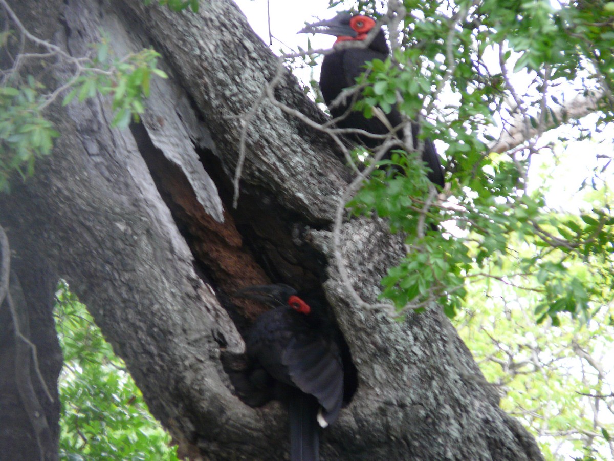 Southern Ground-Hornbill - ML620384968