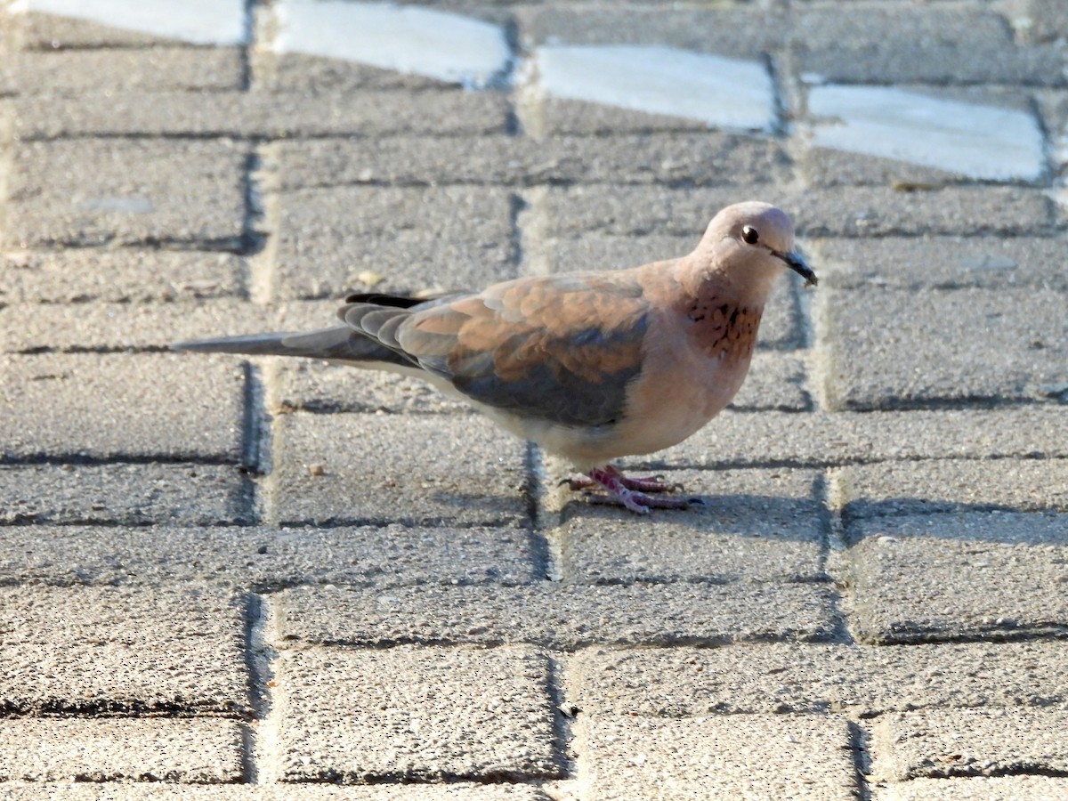 Laughing Dove - ML620384971