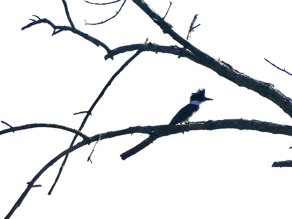 Belted Kingfisher - ML620384975