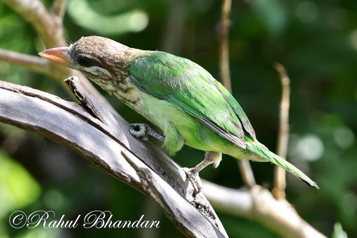 White-cheeked Barbet - ML620384979