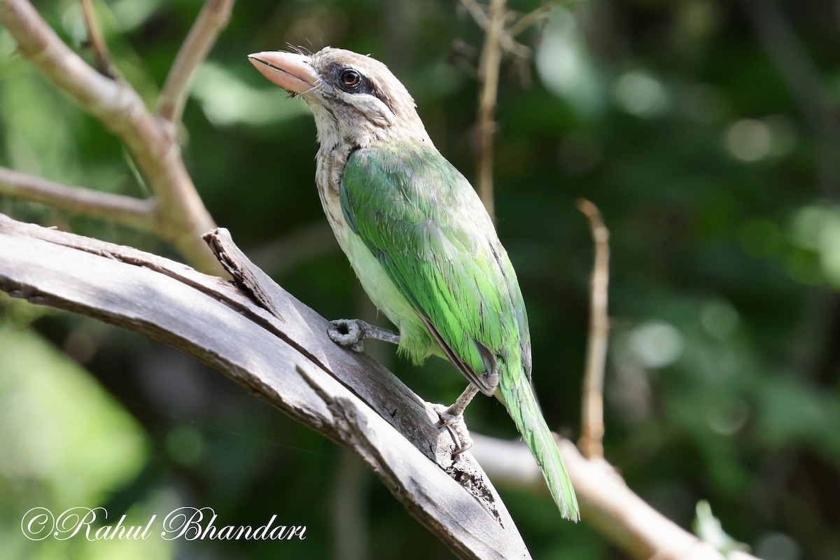 White-cheeked Barbet - ML620384983