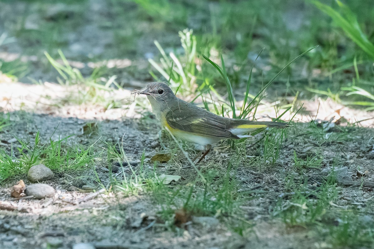 Rotschwanz-Waldsänger - ML620385003