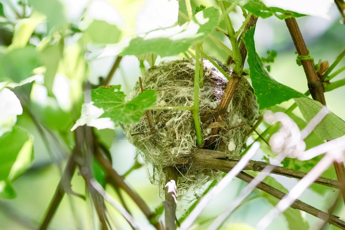 American Redstart - ML620385004