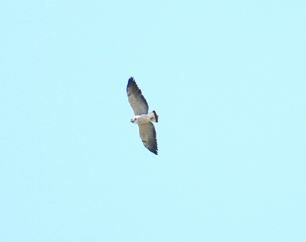 White-tailed Hawk - ML620385005