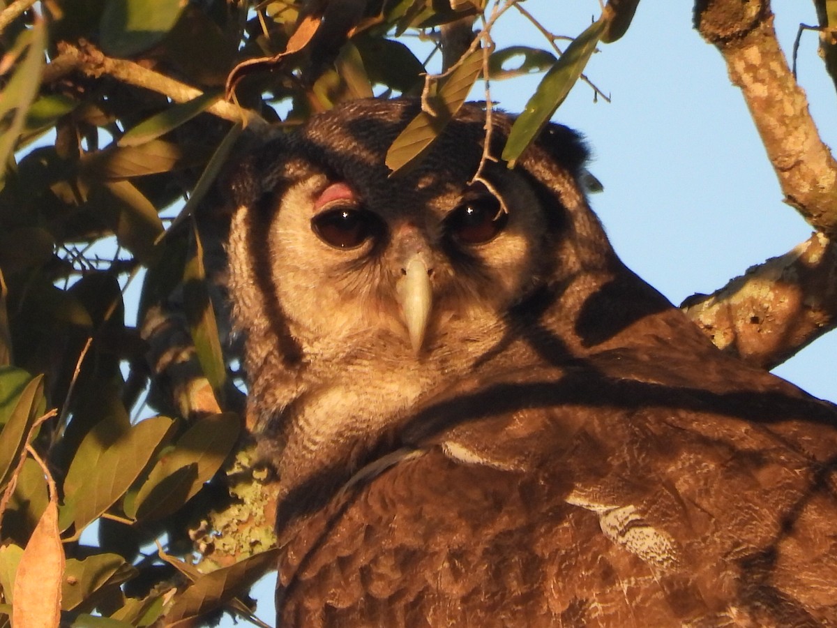 Verreaux's Eagle-Owl - ML620385006