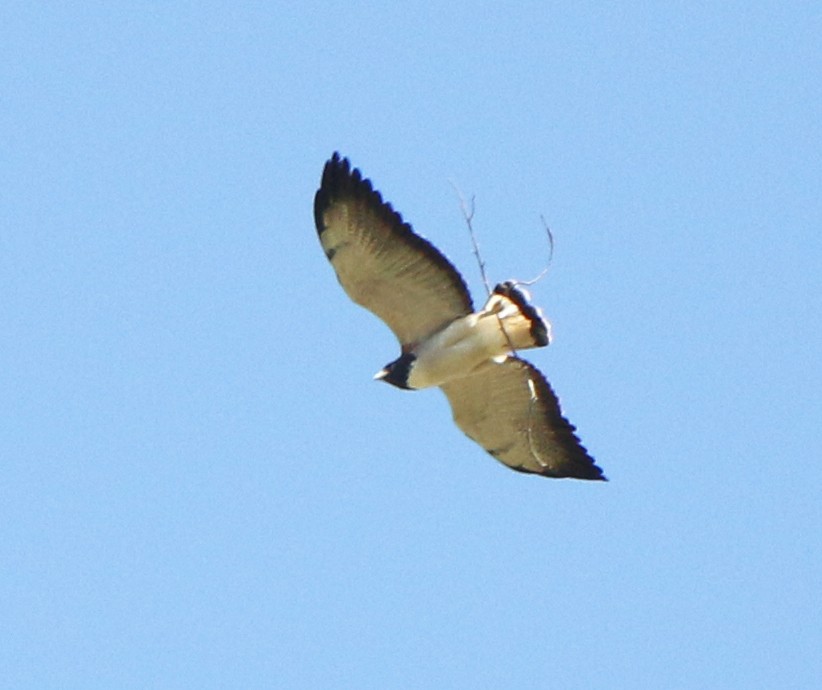 White-tailed Hawk - ML620385007