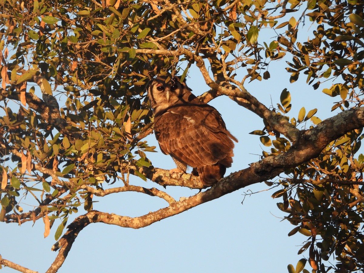 Verreaux's Eagle-Owl - ML620385008