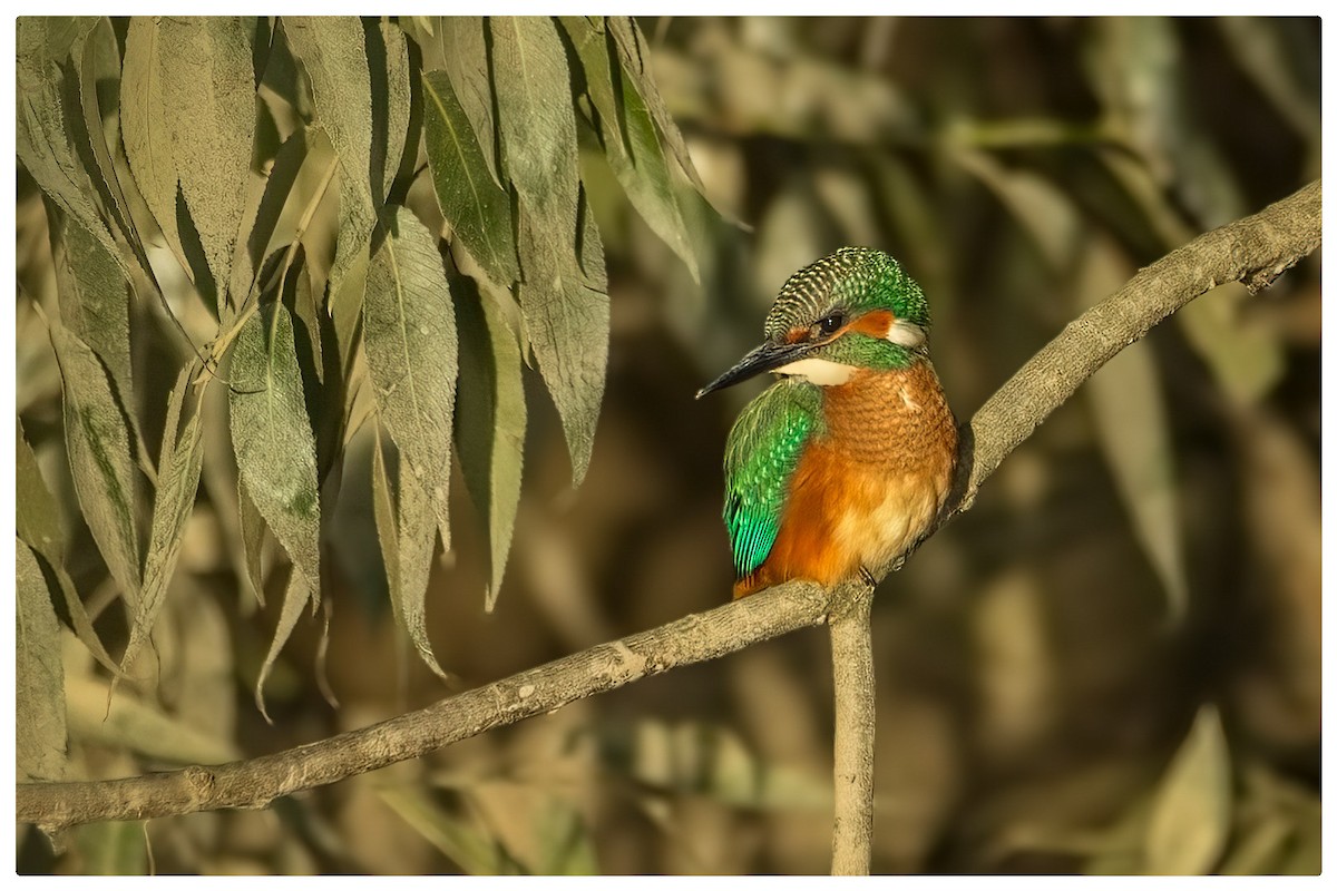 Common Kingfisher - ML620385014