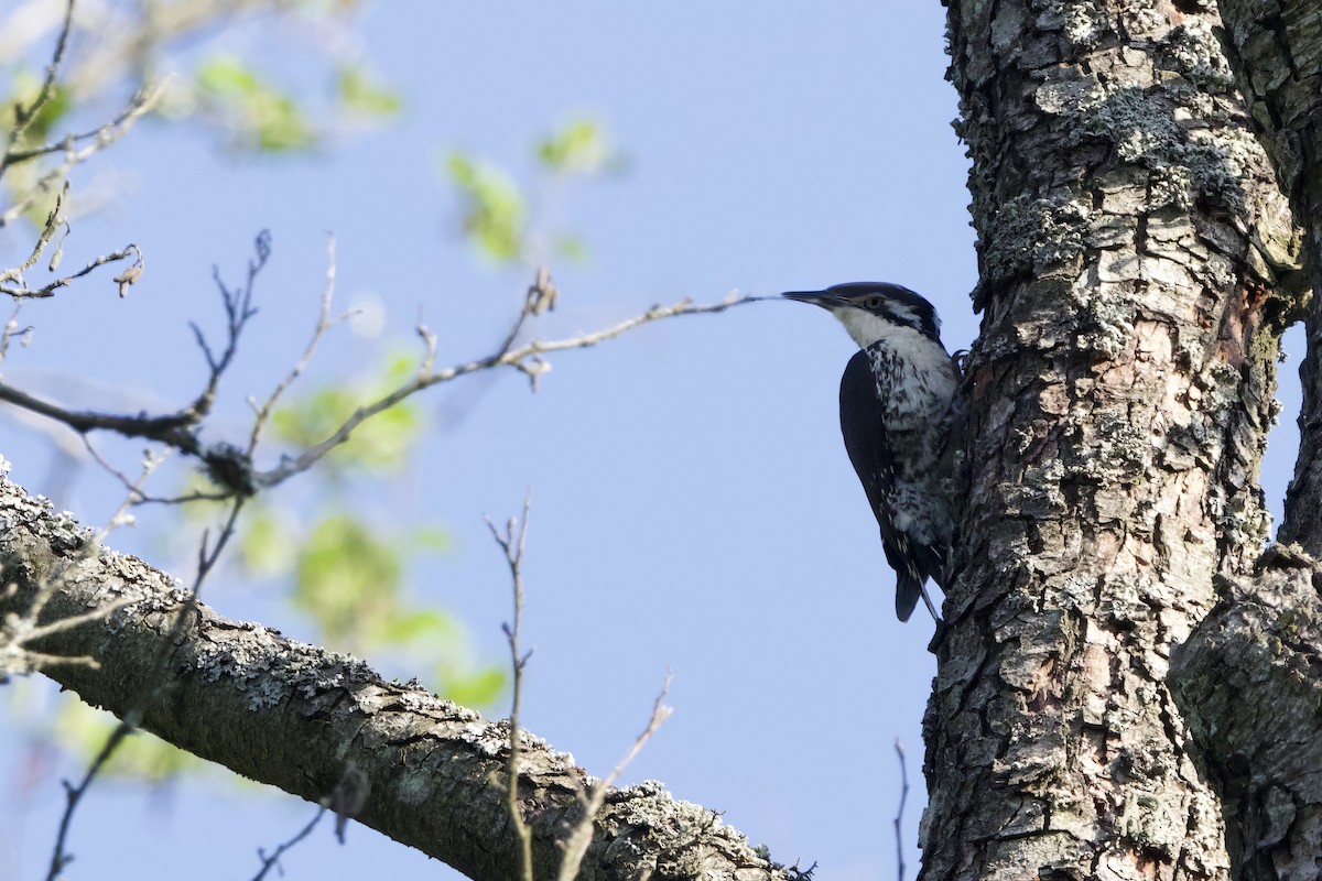 Eurasian Three-toed Woodpecker - ML620385026