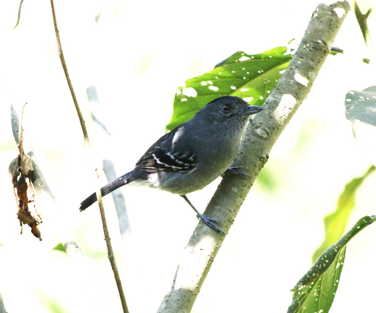 Variable Antshrike - ML620385049