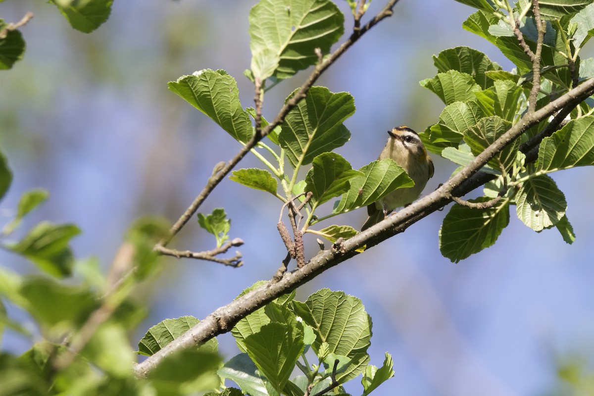 Common Firecrest - ML620385059