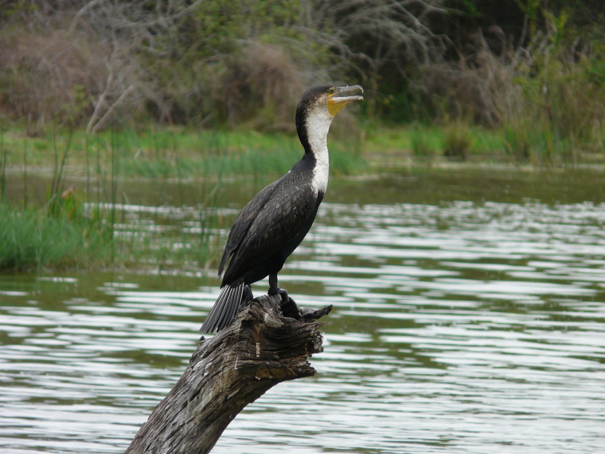 Great Cormorant (White-breasted) - ML620385061