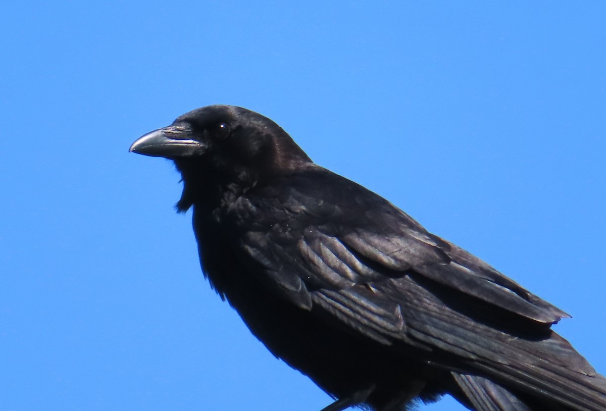 American Crow - ML620385064