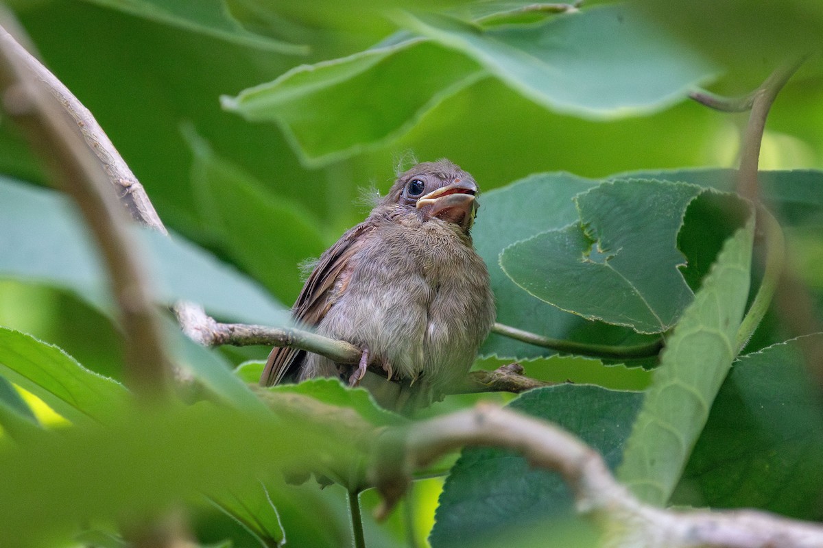 Northern Cardinal - ML620385068