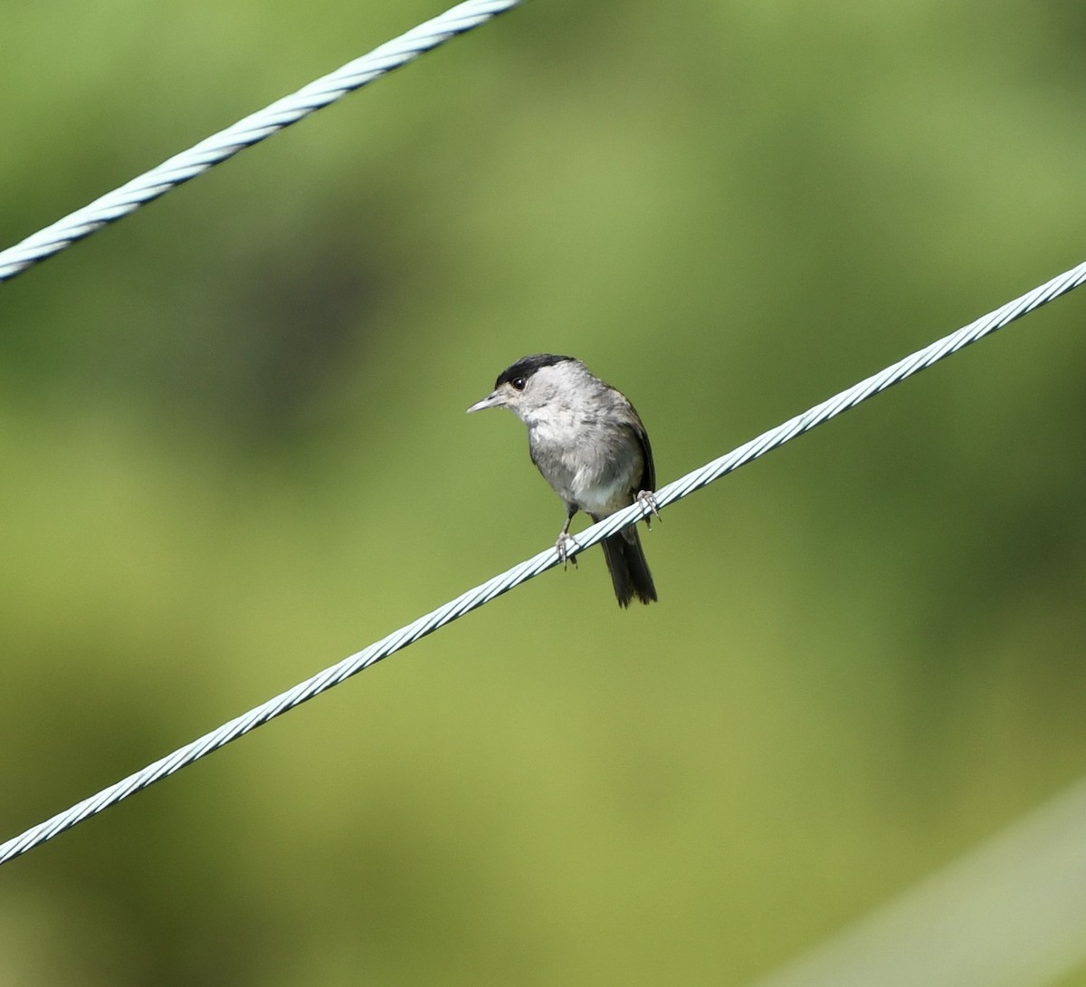 Eurasian Blackcap - ML620385071