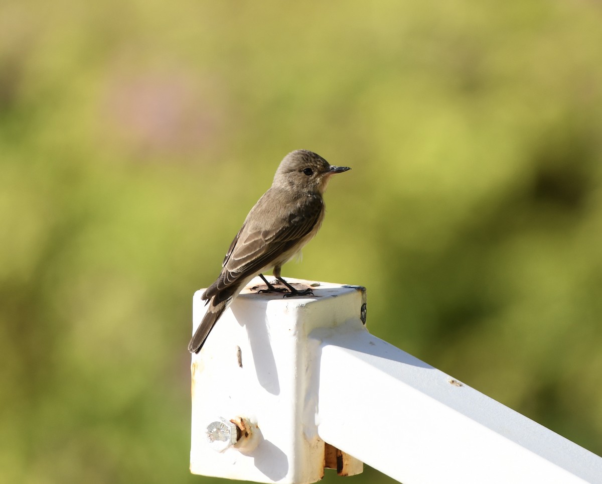 Spotted Flycatcher - ML620385074