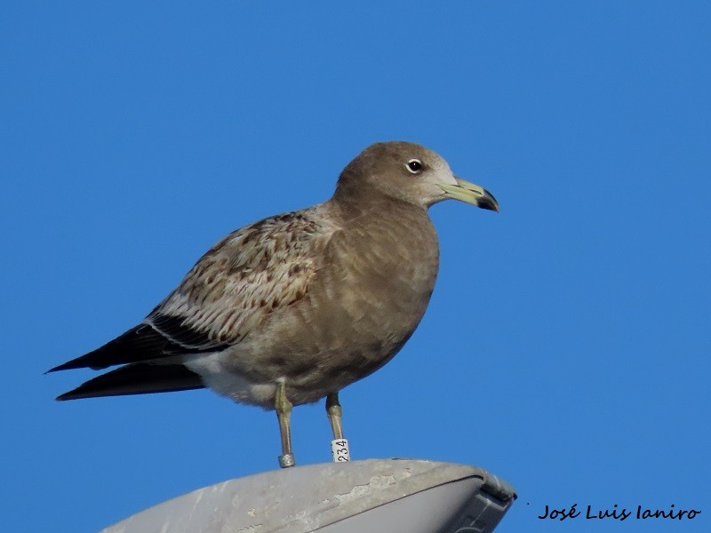 Olrog's Gull - ML620385075