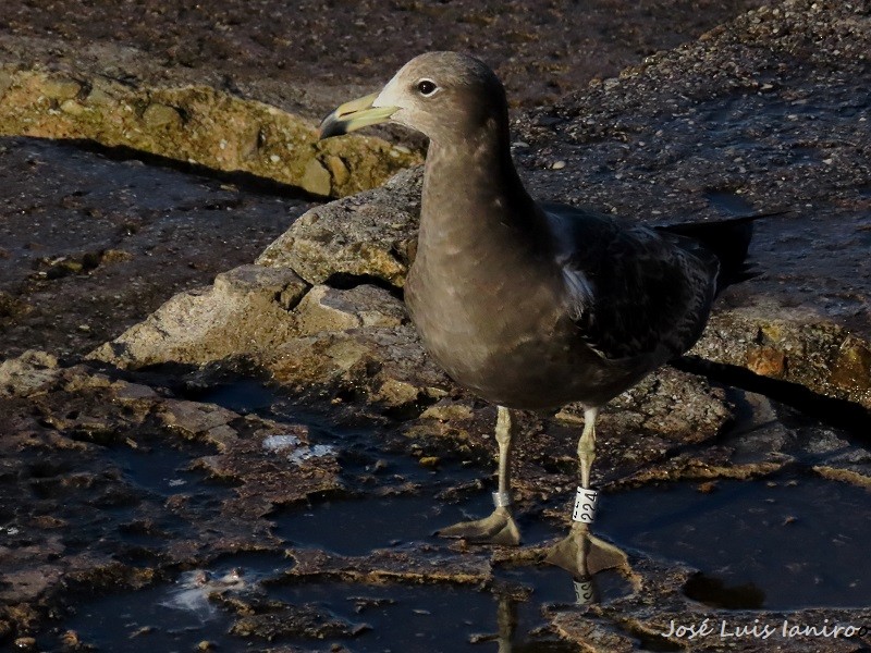 Gaviota Cangrejera - ML620385079