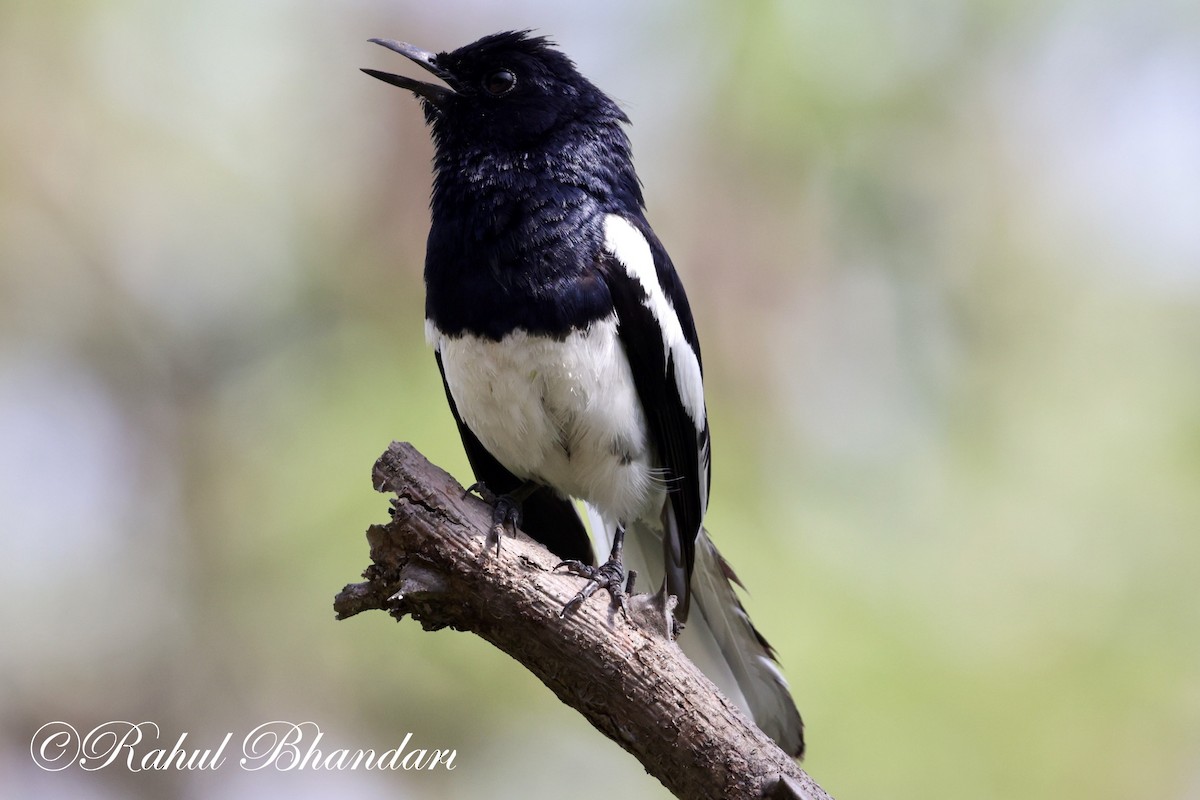 Oriental Magpie-Robin - ML620385085