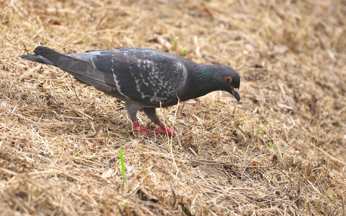 Pigeon biset (forme domestique) - ML620385093