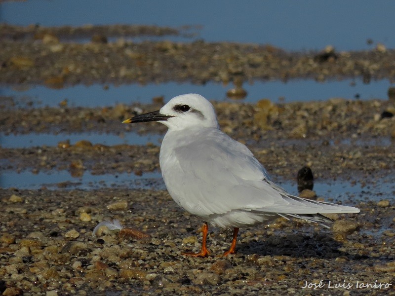 Snowy-crowned Tern - ML620385096