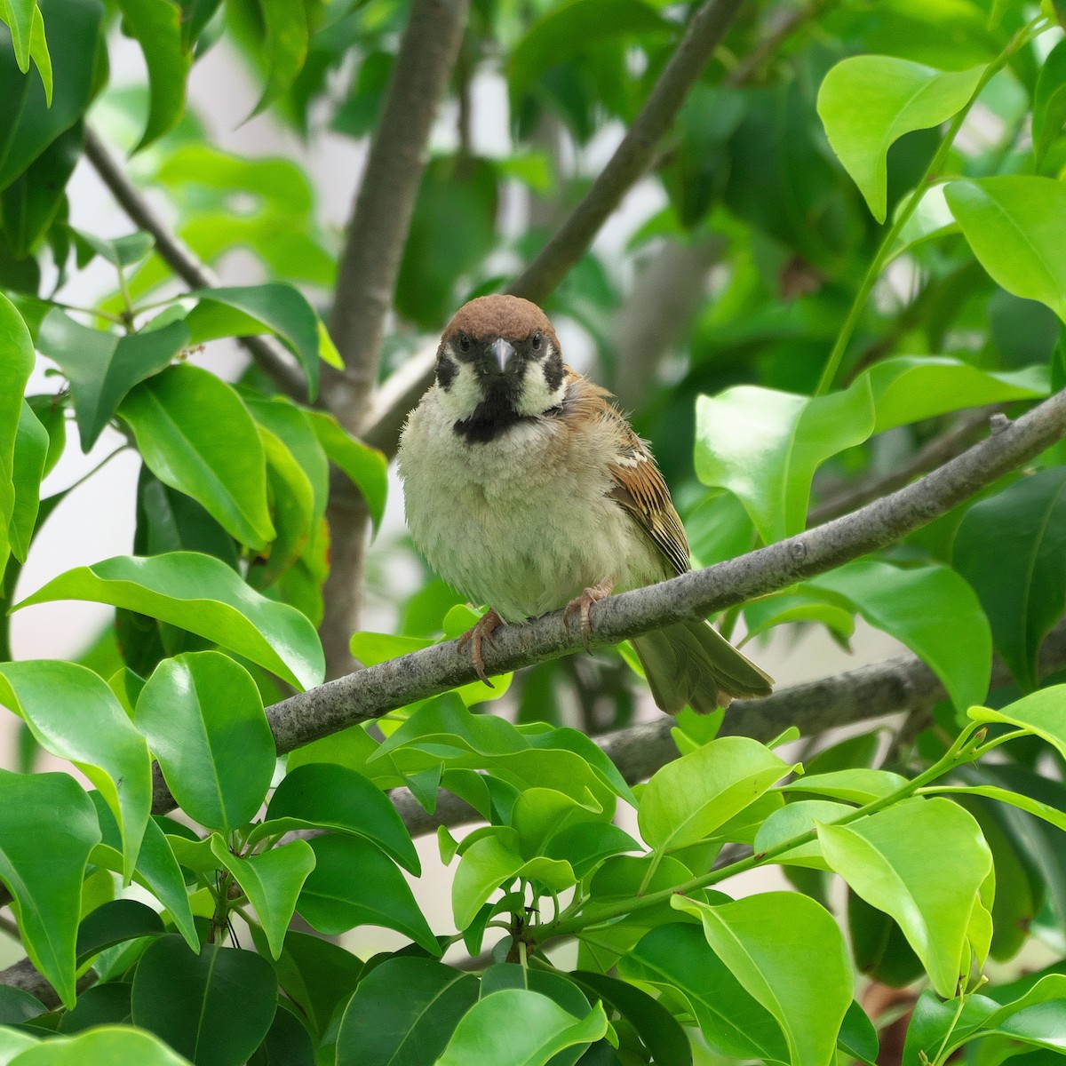 Eurasian Tree Sparrow - ML620385108