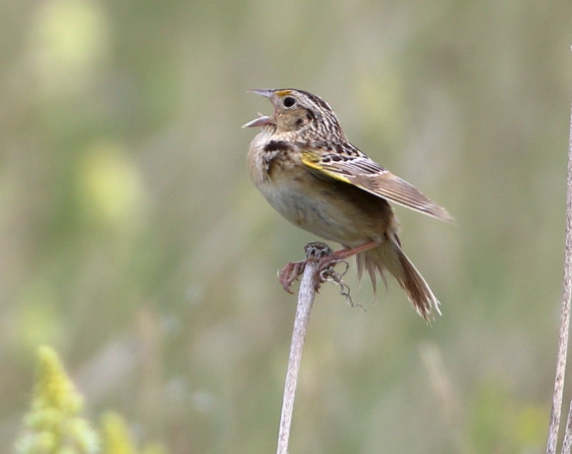 Grasshopper Sparrow - ML620385110