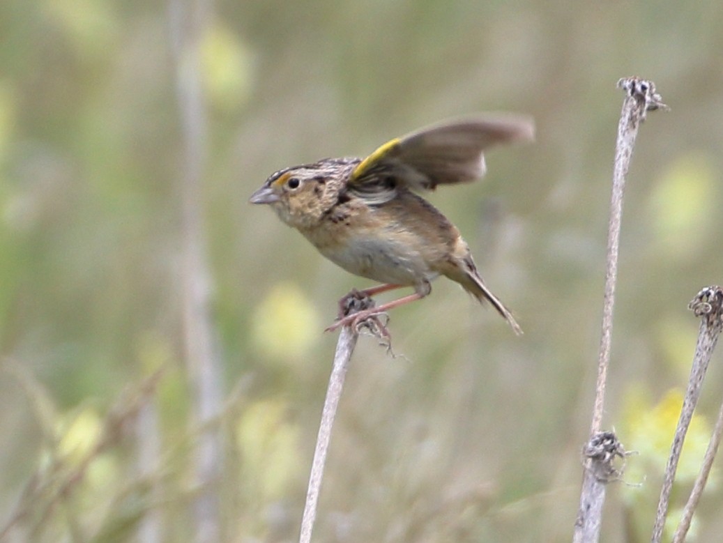 Grasshopper Sparrow - ML620385111