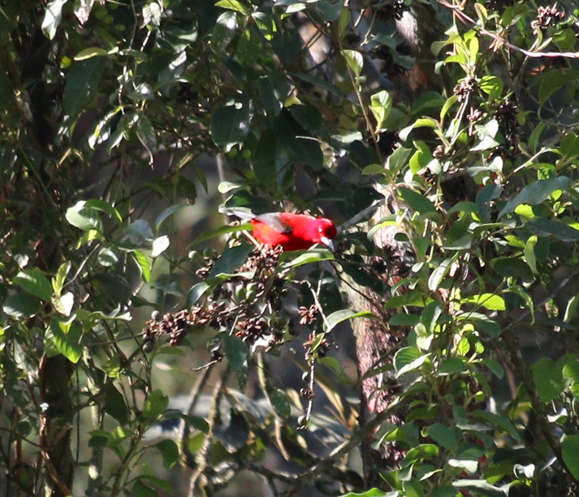 Brazilian Tanager - Feliciano Lumini