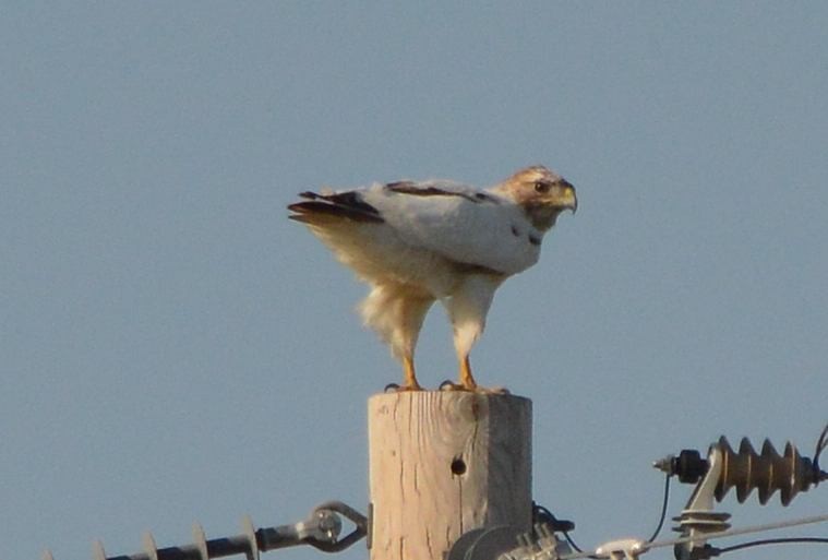 Red-tailed Hawk - ML620385122