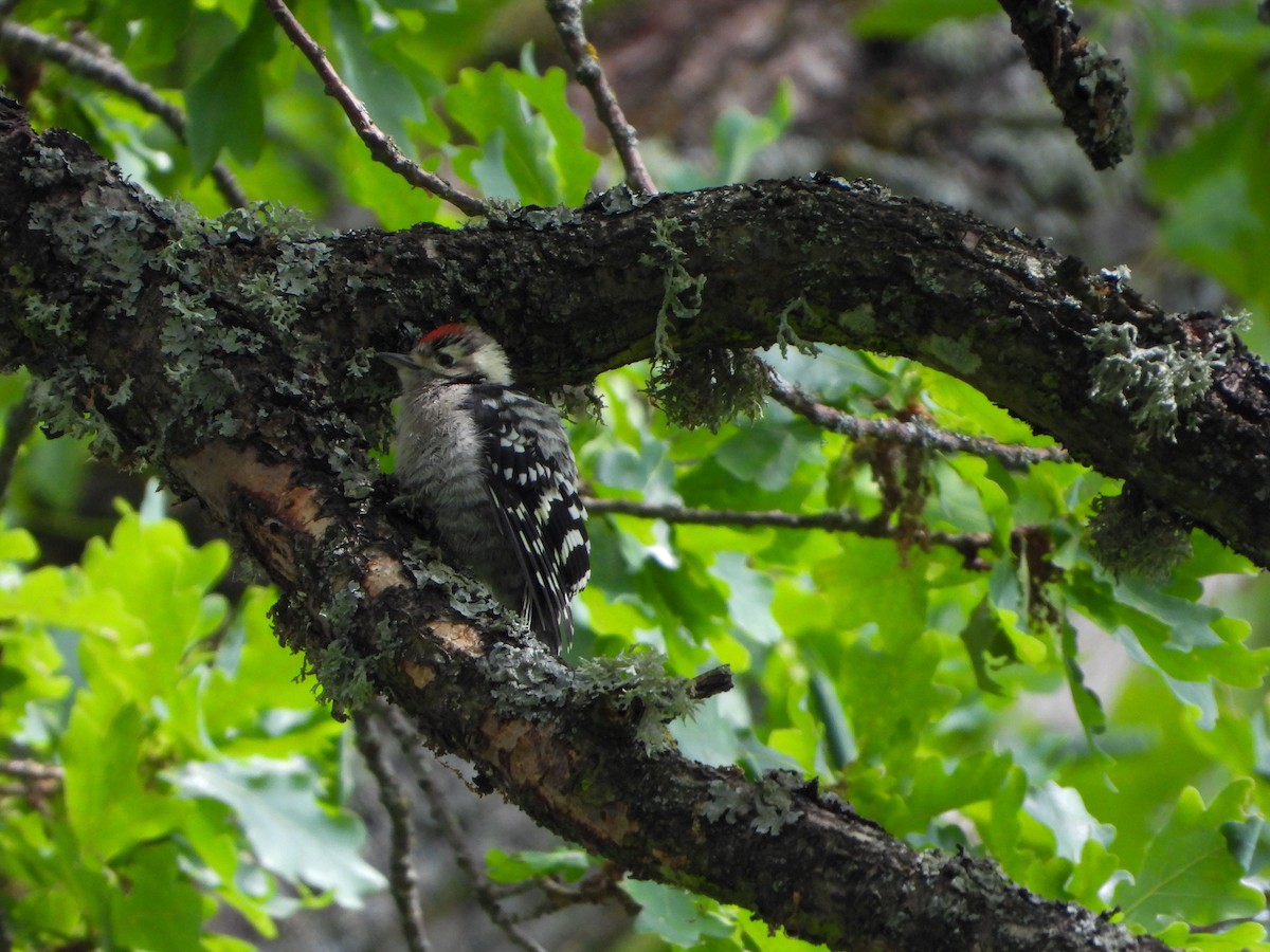 Lesser Spotted Woodpecker - ML620385138
